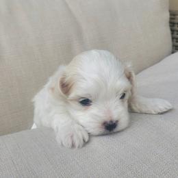 Noah - White male Maltese puppy in Chambersburg, Pennsylvania from Vazquez Maltese