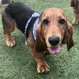 Peach - Basset Hound