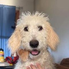 Double Doodles from McCormick’s Creek Doodles