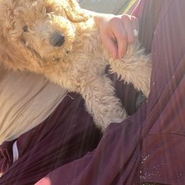 Goldendoodle Puppies from AZ Desert Doodles