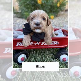 Blaze - Apricot male Goldendoodle puppy in Las Vegas, Nevada from Bridges Goldendoodles