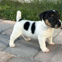 Taco - Tri-color male Russell Terrier puppy in Ocala, Florida from Rivermont Farm