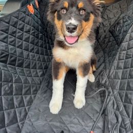 Sailor - Black tri-color female Australian Shepherd puppy in Patchogue, New York from South Shore Aussies