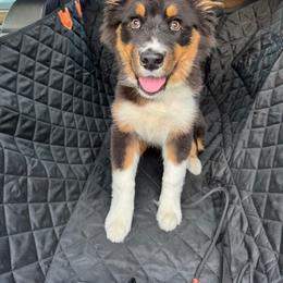 Sailor - Black tri-color female Australian Shepherd puppy in Patchogue, New York from South Shore Aussies