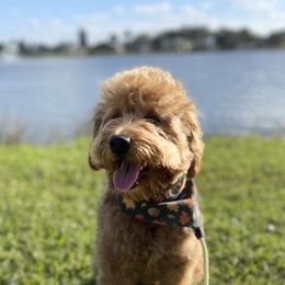 Goldendoodles from Seaside Doodles