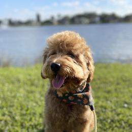 Goldendoodles from Seaside Doodles
