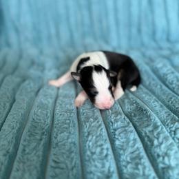 Tex - Black white and tan male Shetland Sheepdog puppy in Aberdeen, Idaho from Willow Creek Cresteds