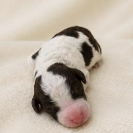 Juneau - female Australian Mountain Doodle puppy in Temecula, California from Country Hills Doodles