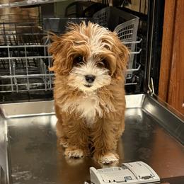 Bernedoodles, Cavapoos, and Goldendoodles from Zink Doodles