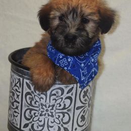Soft Coated Wheaten Terrier Puppies from Kayos Kennel