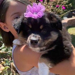 Lucky - Australian Shepherd puppy from KMooreAussies
