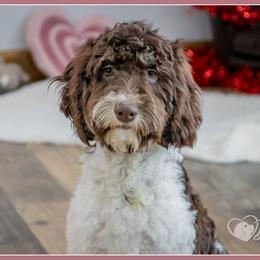 Dustin - Brown male Cockapoo puppy in Connersville, Indiana from Deaz Doodle Ranch