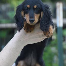 Pink - Black and tan female Dachshund puppy in Hebron, Indiana from MCS Dachshunds