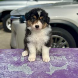 Thunder - Black tri-color Australian Shepherd puppy in Augusta, Georgia from Incendia Aussies & Dobies