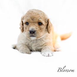 Blossom - Red  female Goldendoodle puppy in Boise, Idaho from Goldendoodle Baby