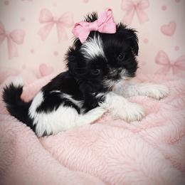 Kitty - Black and white female Shih Tzu puppy in Lake City, Florida from Tiger Valley Shih Tzus