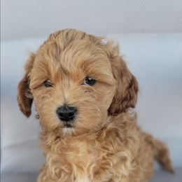 Moe - Gold male Shihpoo puppy in Limestone, Tennessee from Pilot Hill Teddy Bear Puppies
