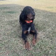 Ruby - Gordon Setter