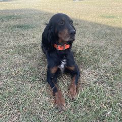 Ruby - Gordon Setter