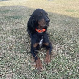 Ruby - Gordon Setter