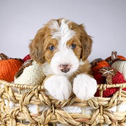 Pinky (light pink collar) - Sable female Bernedoodle puppy in Lehi, Utah from Heart J Bernedoodles