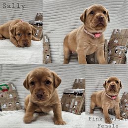 Sally - Yellow female Labrador Retriever puppy in Boyd, Minnesota from Lindley Labradors