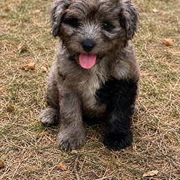 Rip - Blue merle male Aussiedoodle puppy in Abbeville, South Carolina from Double E Doodles