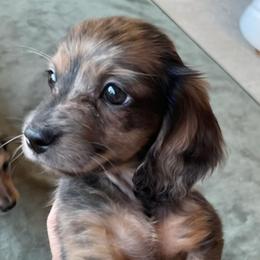 Story - Dapple female Dachshund puppy in Mobile, Alabama from Ruff Patch Doxie Den