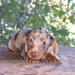 Dachshund Puppies from Divine Dachshunds
