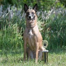 Liska - Belgian Malinois