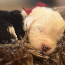 Girl 5 - Gray and white Old English Sheepdog puppy in Syracuse, Indiana from Ridgeruns OES