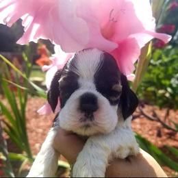 Cocker Spaniel Puppies from Am-Erica's