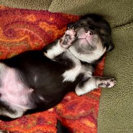 AKC Cha-Cha, 4300.00 - Black and tan female Chihuahua puppy in Northern, Colorado from Wild Mountain Chihuahuas