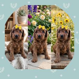 Honey - Red female Cavapoo puppy in Chattanooga, Tennessee from Scenic City Doodles