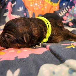 Finder - Sable male German Shepherd puppy in Los Lunas, New Mexico from Mali's German Shepherds LLC