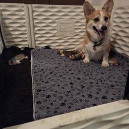 Pembroke Welsh Corgi Puppies from Salted Rim Corgis