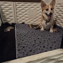 Pembroke Welsh Corgi Puppies from Salted Rim Corgis
