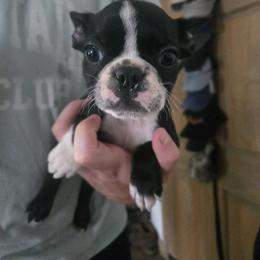 Simon - Black and white male Boston Terrier puppy in Charlotte, Michigan from Witselle Bostons