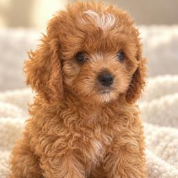 Beau - Red male Cavapoo puppy in Theodore, Alabama from Horton & Co. Cavapoos