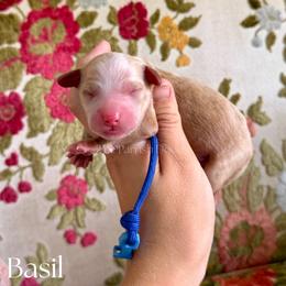 Basil - Red  male Goldendoodle puppy in Aubrey, Texas from The Parrish Doods