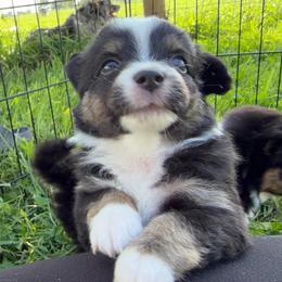 Girl 1 - Black tri female Miniature Australian Shepherd puppy in Arcadia, Indiana from Sunset Cowgirl Mini Aussies
