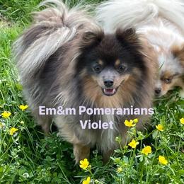 Violet - Pomeranian
