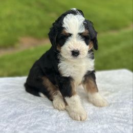 Duke - Tri-color male Bernedoodle puppy in Sugarcreek, Ohio from Cuddly Companion Doodles