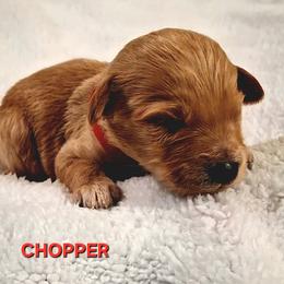 Chopper - Apricot male Goldendoodle puppy in Hendersonville, Tennessee from Ben's Best Buddy Goldendoodles