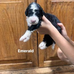 Emerald - Black and white male Bernedoodle puppy in Carmichaels, Pennsylvania from JensenBelle Doodles