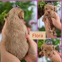 Flora - Apricot female Goldendoodle puppy in Decatur, Tennessee from Diamond's Doodles
