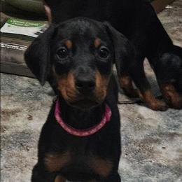 Athena - Black and rust female Doberman Pinscher puppy in Mount Orab, Ohio from Heyne Kennels