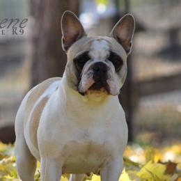 Benelli - French Bulldog