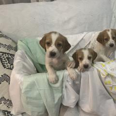 English Setter Puppies from Morgan-Hunter’s Pups