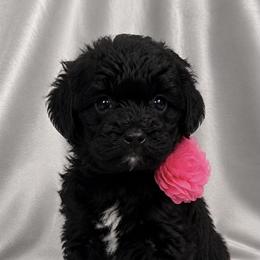 Shelby - Black and white female Cockapoo puppy in Marshall, Arkansas from Darling Doodles and Cockapoos
